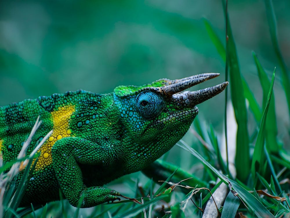 Three Horn Chameleon Close Up Color