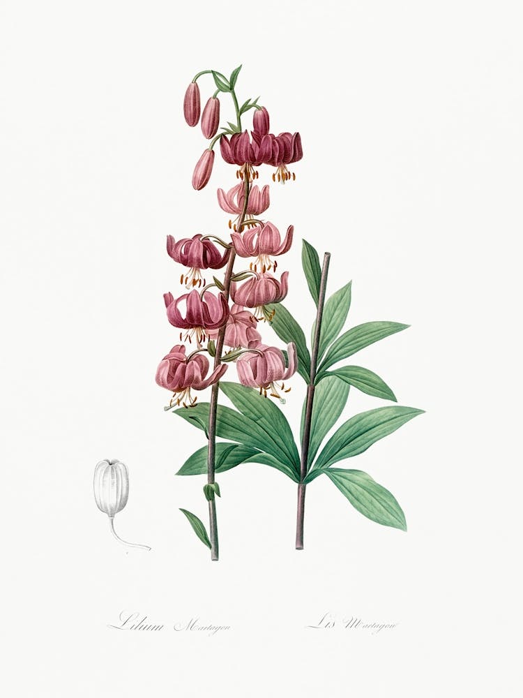 Lilium Martagon Illustration, Pierre Joseph Redoute