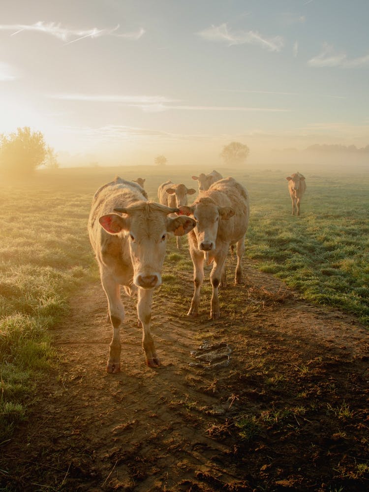 Vaches Lever de soleil