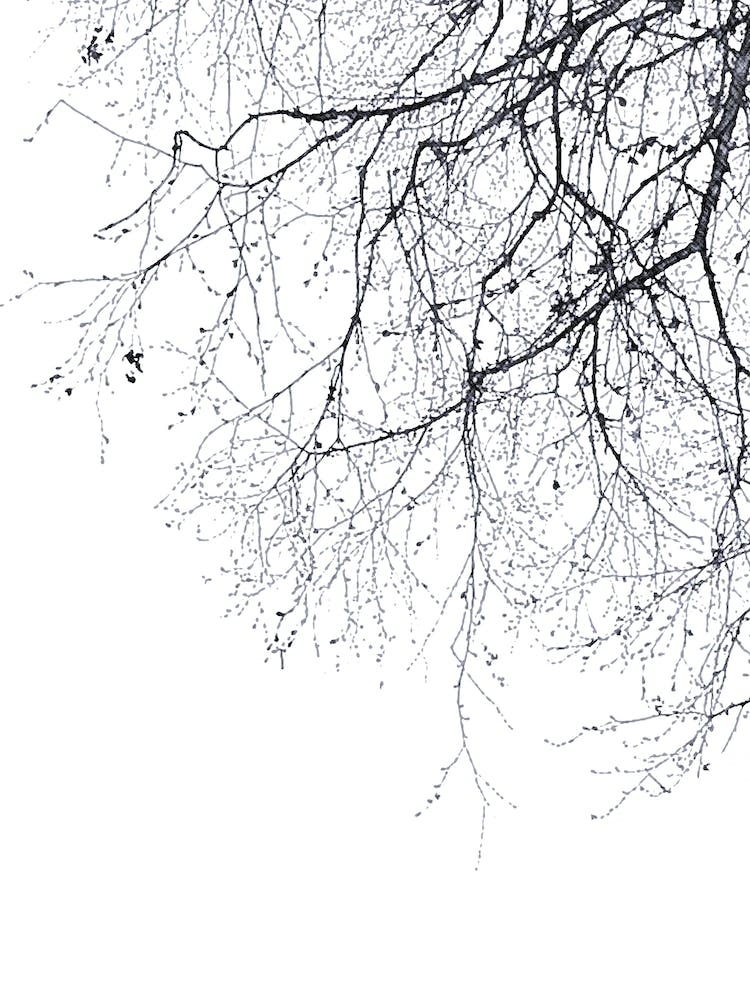 Black Branches 23 in