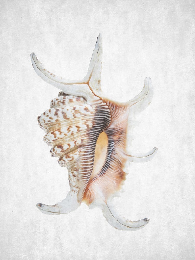 Spring Tide 03