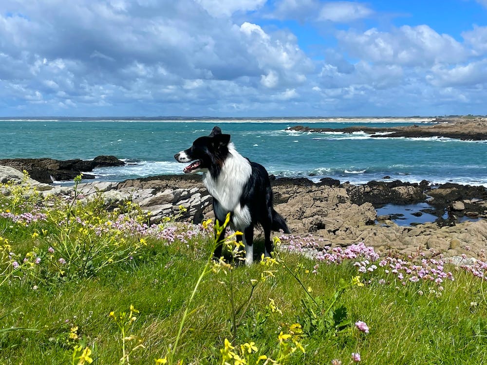 Border Collie On The Beach