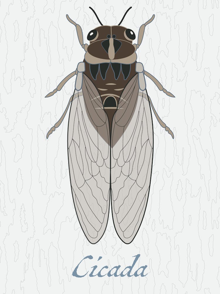 Cicada Bug Insect Australia Beetle 2