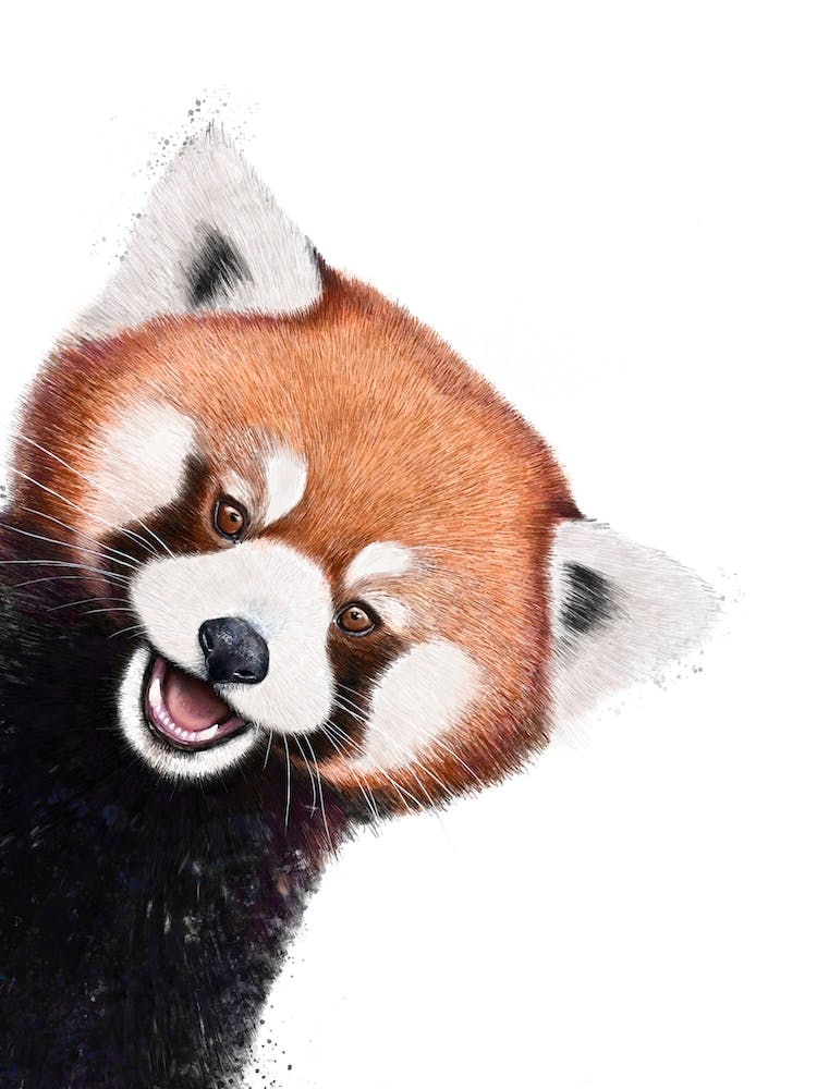 Red Panda