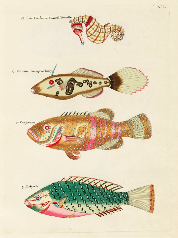 Colourful And Surreal Illustrations Of Fishes And Sea Horse Found In Moluccas (Indonesia) And The East Indies, Louis Renard(45)