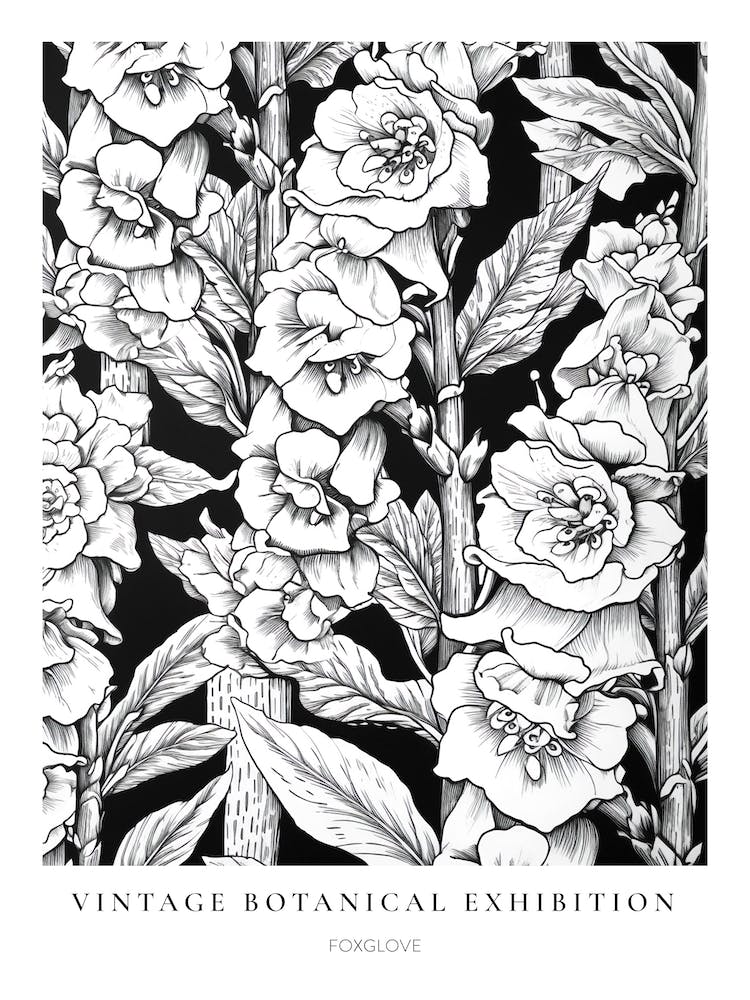 Foxglove B&W Vintage Botanical Poster