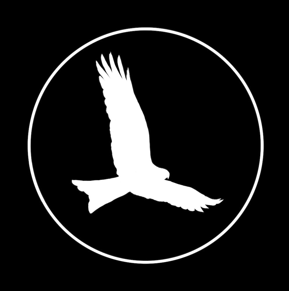 Whistling Kite
