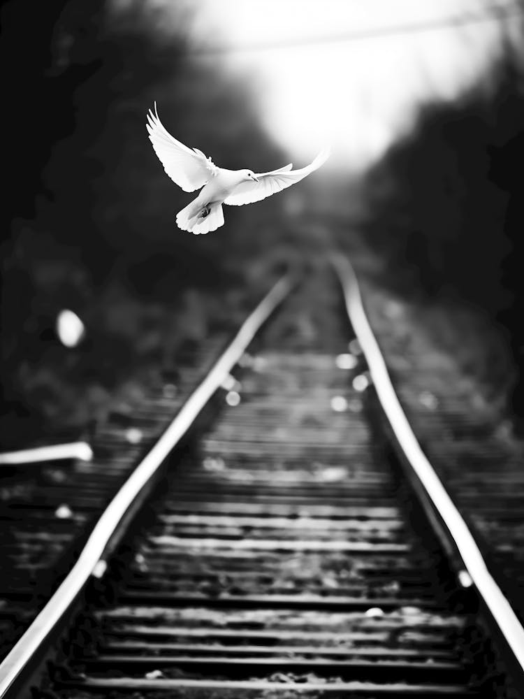 Dove On Train Tracks