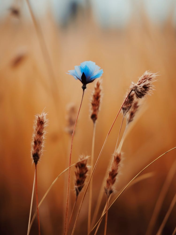 Blue Corn Flower No 1