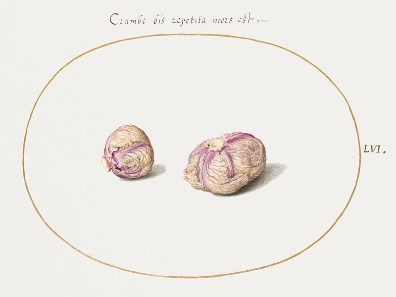 Two Heads Of Cabbage (1575–1580), Joris Hoefnagel
