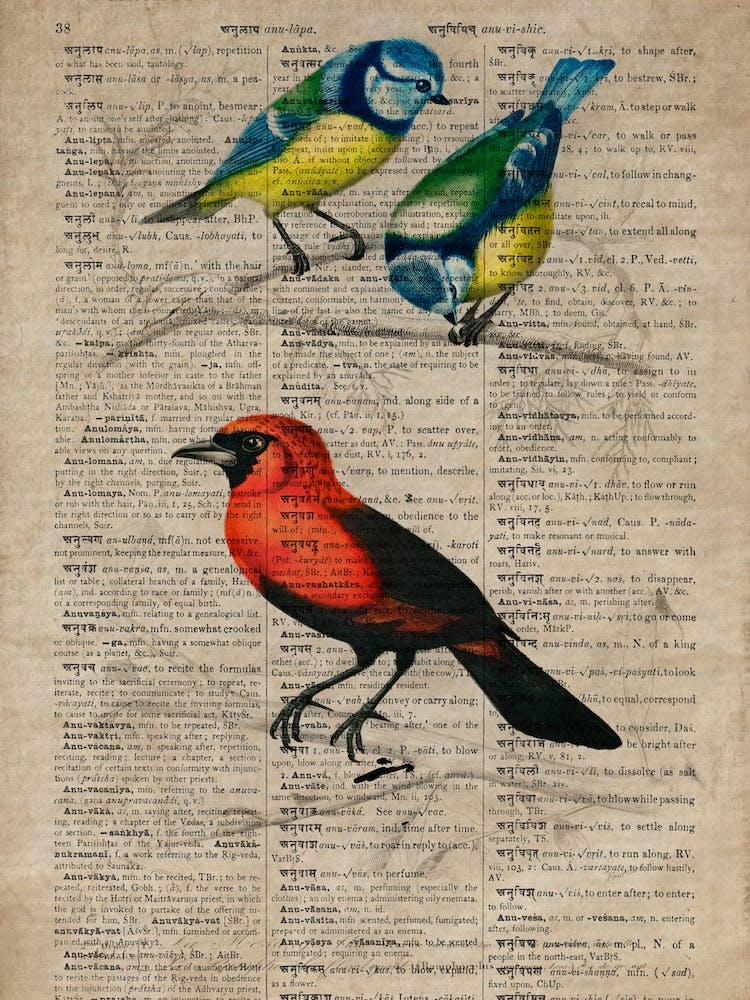 Great Tit And Scarlet Tanagerhumming Bird Dictionnaire Universel Dhistoire Naturelle 
