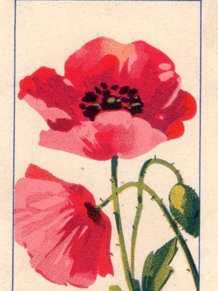 Poppies 1