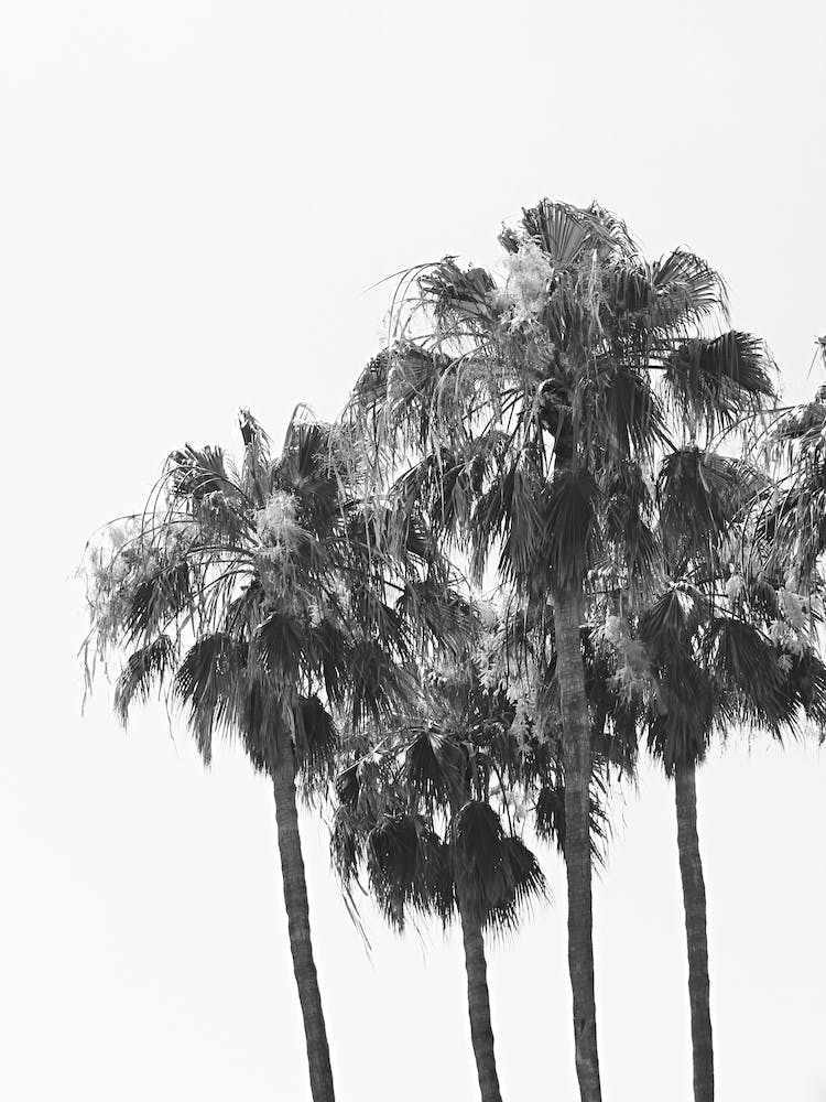 Palm Trees 2