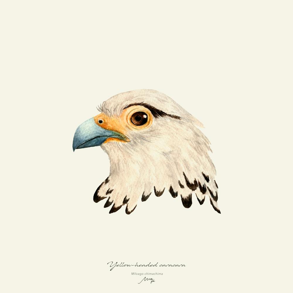 Yellow Headed Caracara 2