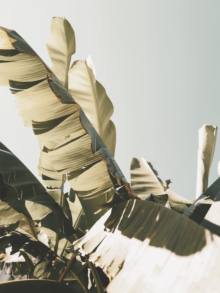 Banana Palm Leaves
