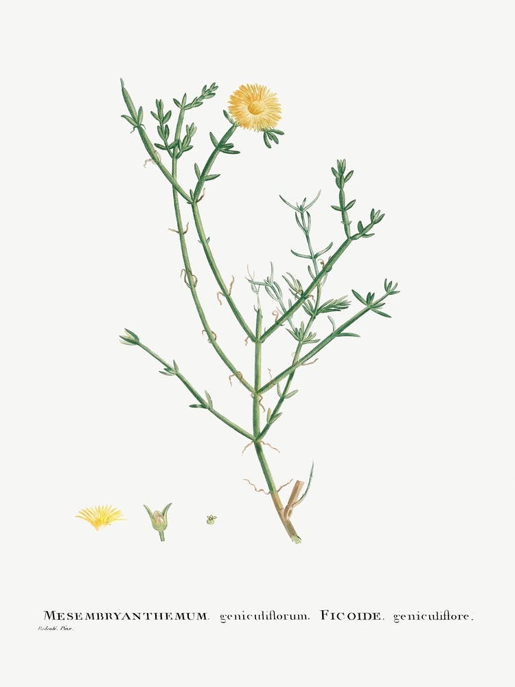 Mesembryanthemum Geniculiflorum, Pierre Joseph Redoute
