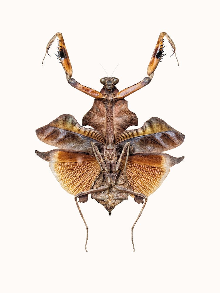 Insects VI