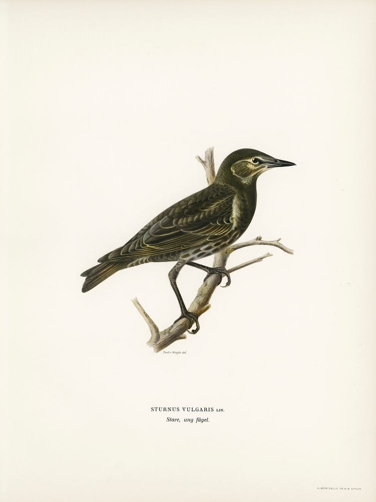 Starling (Sturnus Vulgaris), The Von Wright Brothers