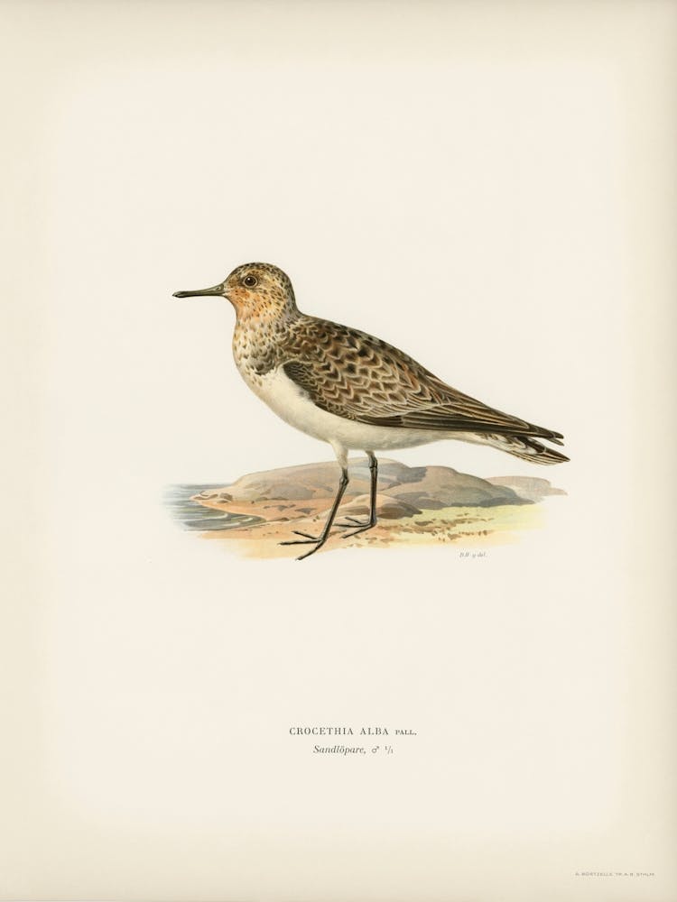 Sanderling (Crocethia Alba), The Von Wright Brothers