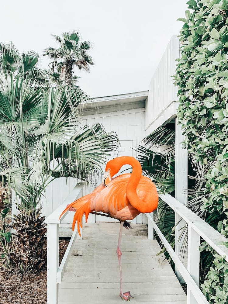 Flamingo Beach House