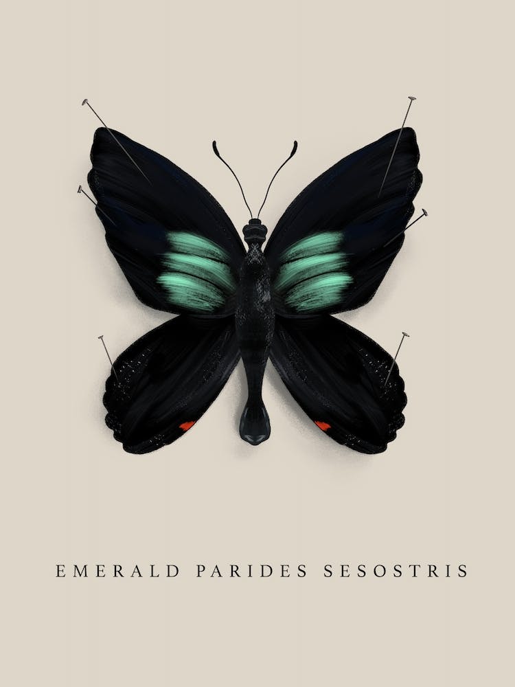 Papillon N°8