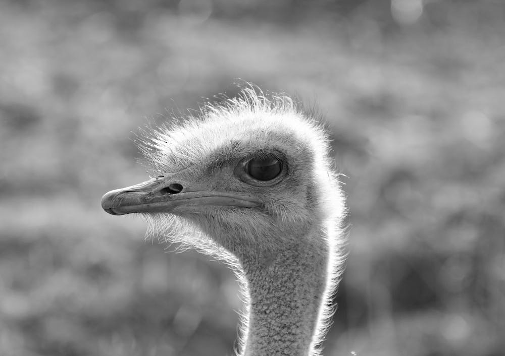 Ostrich Head