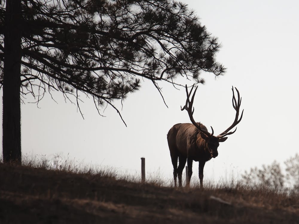 Elk On Hillside