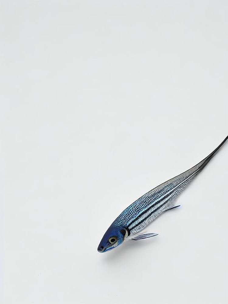 Bluestreak Cleaner Wrasse Black & White Drawing