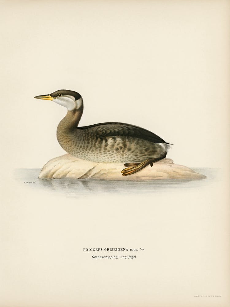 Young Red Necked Grebe (Podiceps Grisegena), The Von Wright Brothers