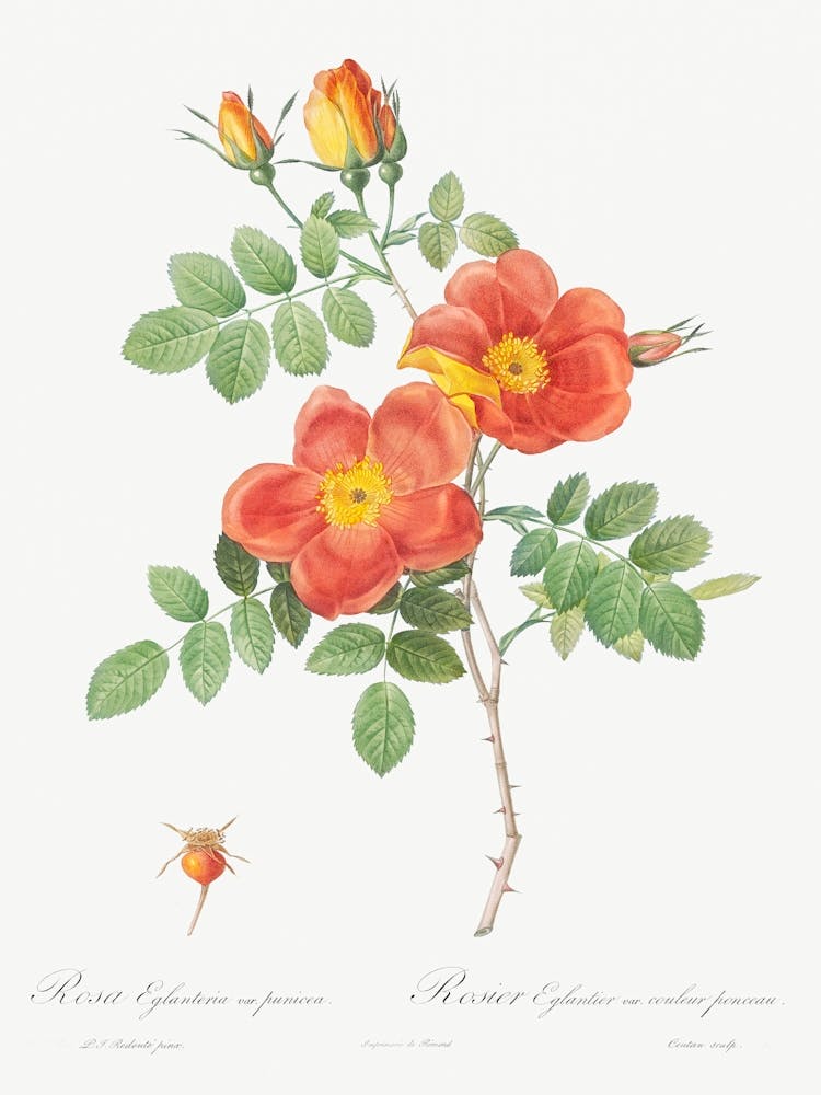 Austrian Copper Rose, Pierre Joseph Redoute