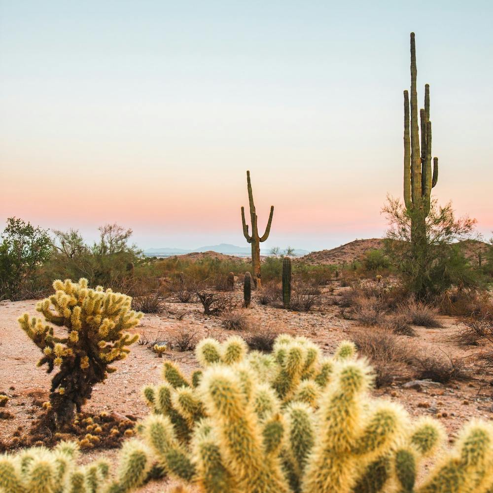 Desert Sunset Square