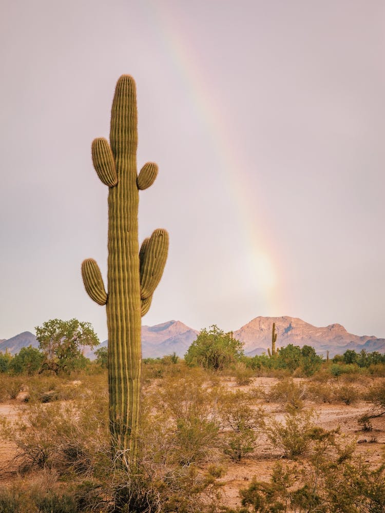 Saguaro Cactus Rainbow