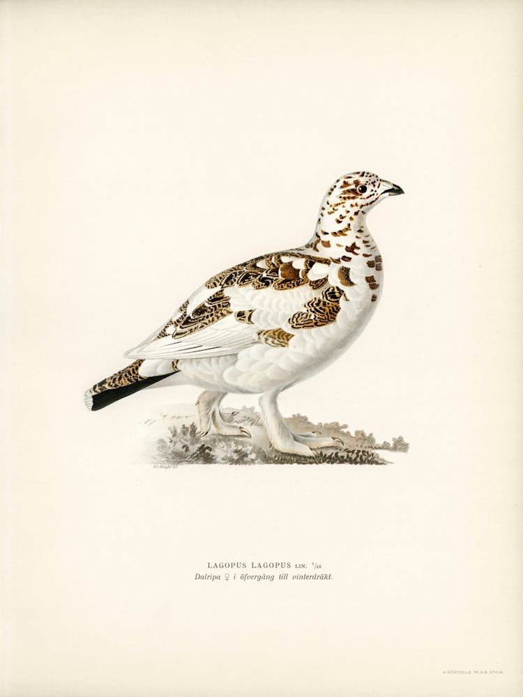 Willow Ptarmigan, The Von Wright Brothers