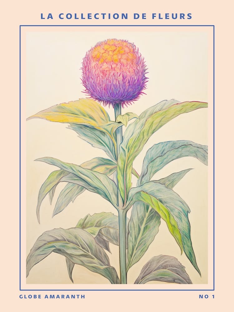 Globe Amaranth French Flower Botanical Poster