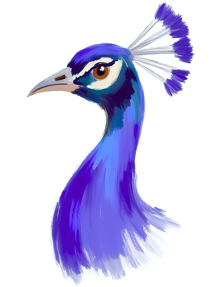 Peacock 54