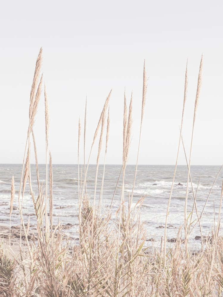 Beach Grass_2192486