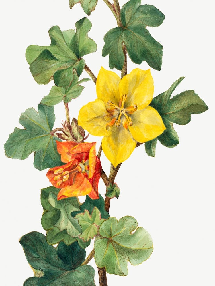 Mexican Fremontia, Mary Vaux Walcott