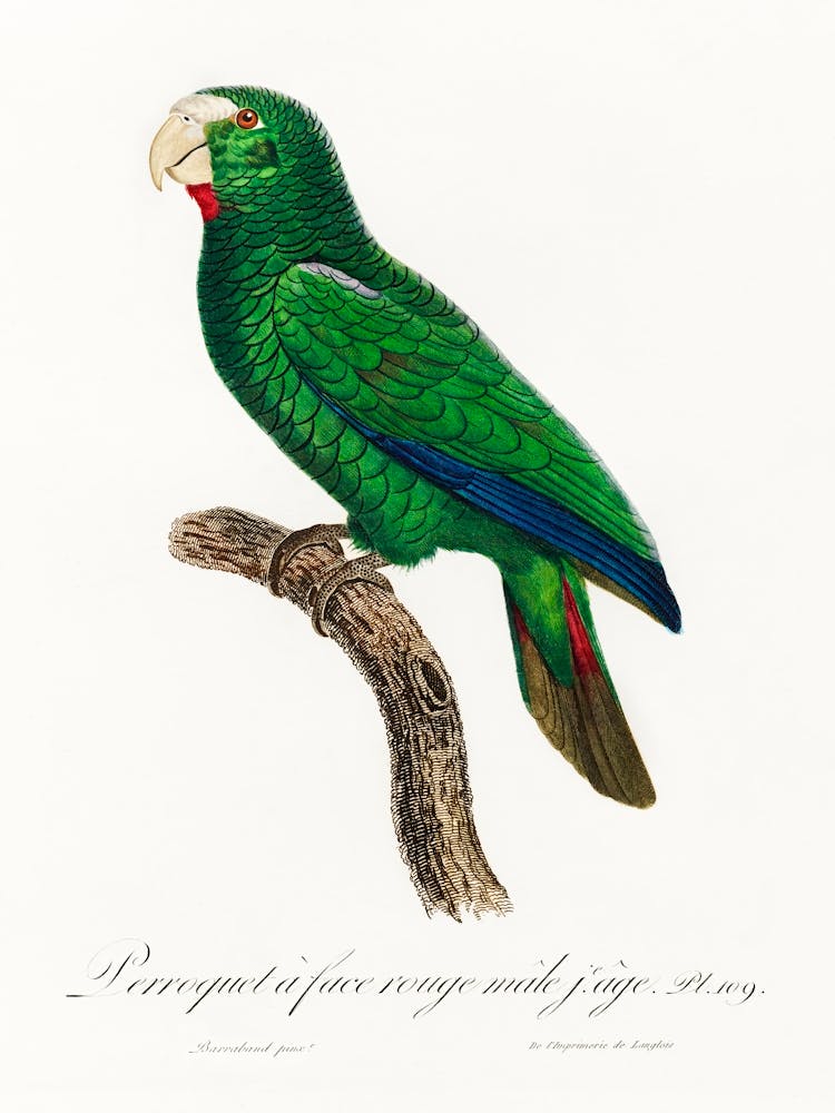 The Cuban Amazon, Male From Natural History Of Parrots, Francois Levaillant