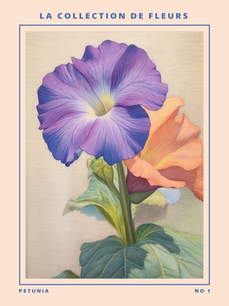Petunia French Flower Botanical Poster