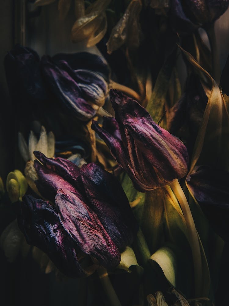 Night Of Tulipdance