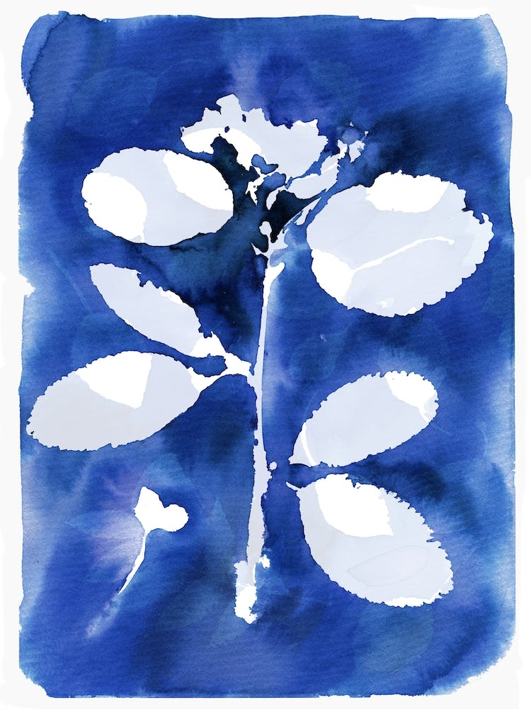 Botanische Cyanotypie 2