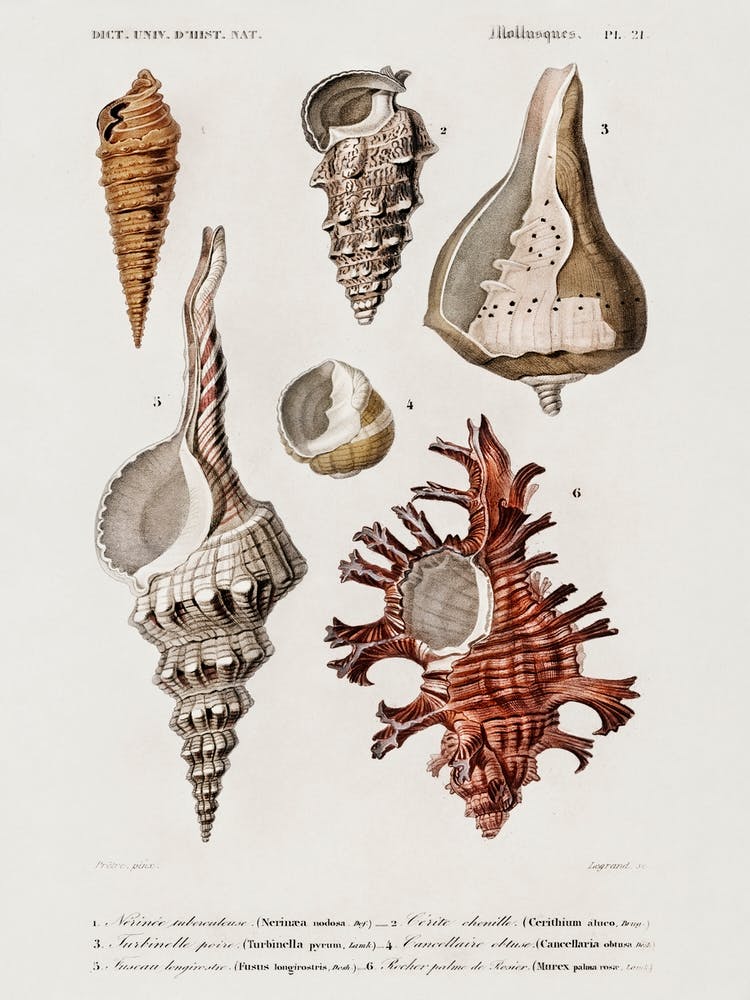 Different Types Of Mollusks, Charles Dessalines D'Orbigny 4