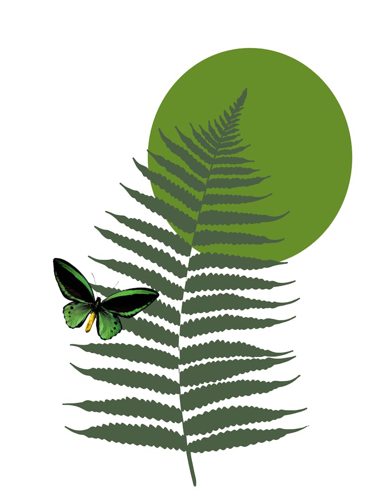 Butterfly On Fern Leaf