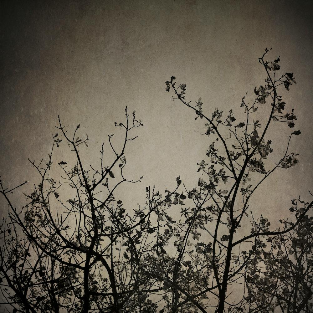 Reaching Trees 2