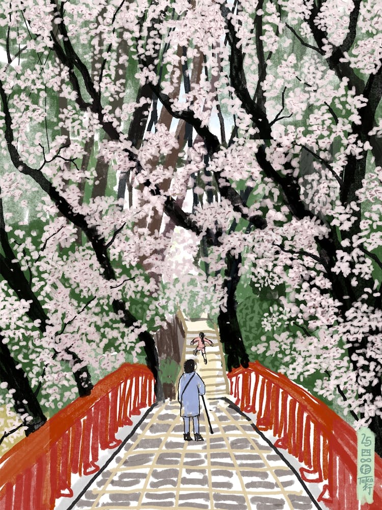 Cherry Blossom Bridge