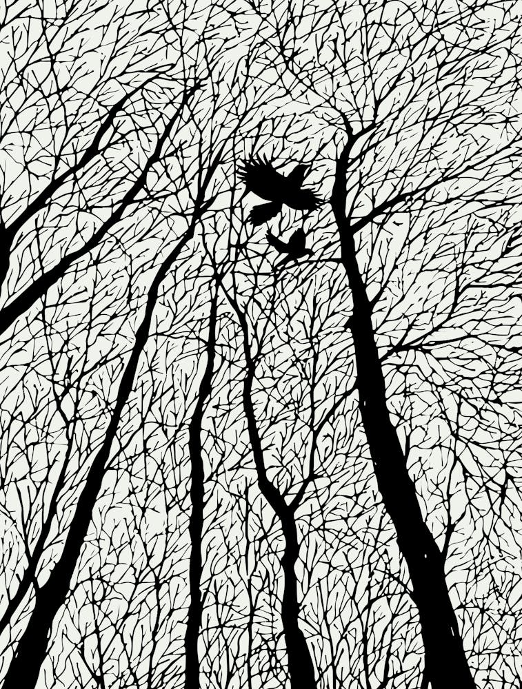 Silhouetted Ravens In The Winter Trees