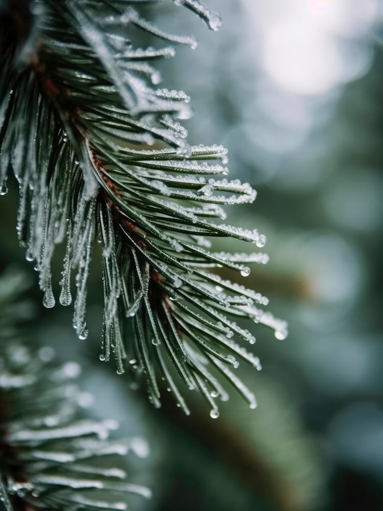 Winter Impressions No 5