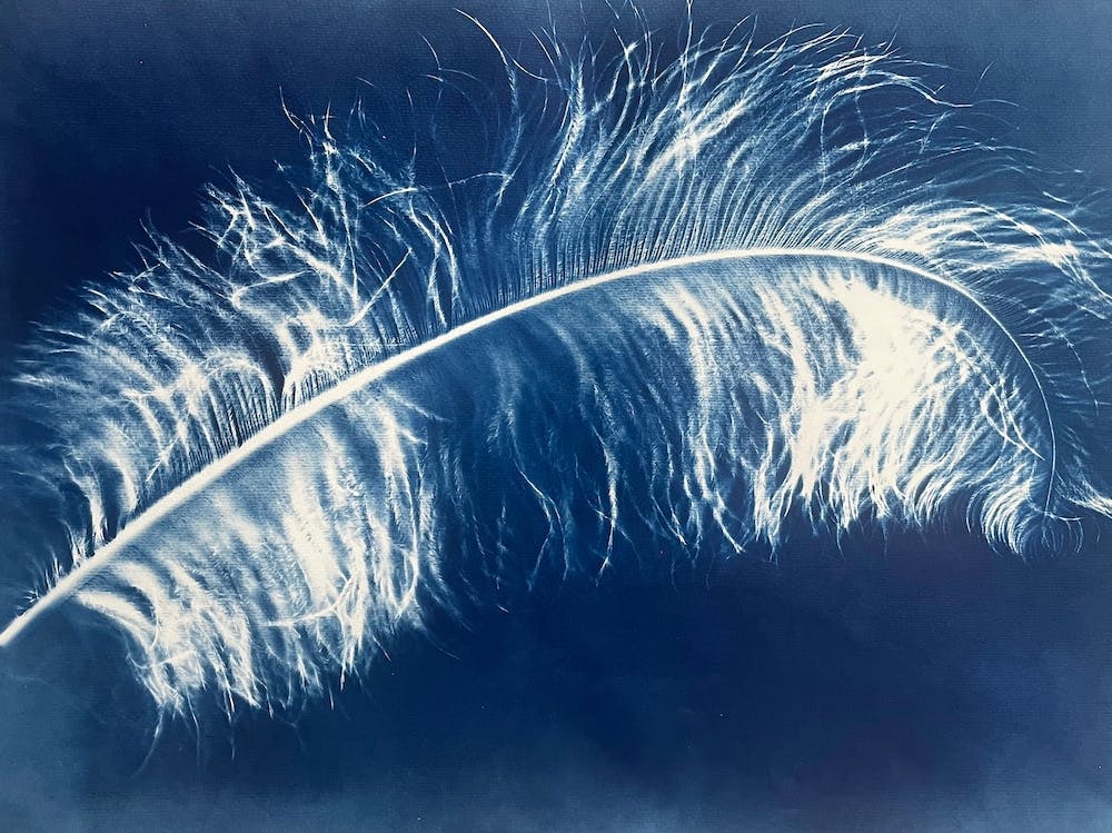 Blue Cyanotype Ostrich Feather 5