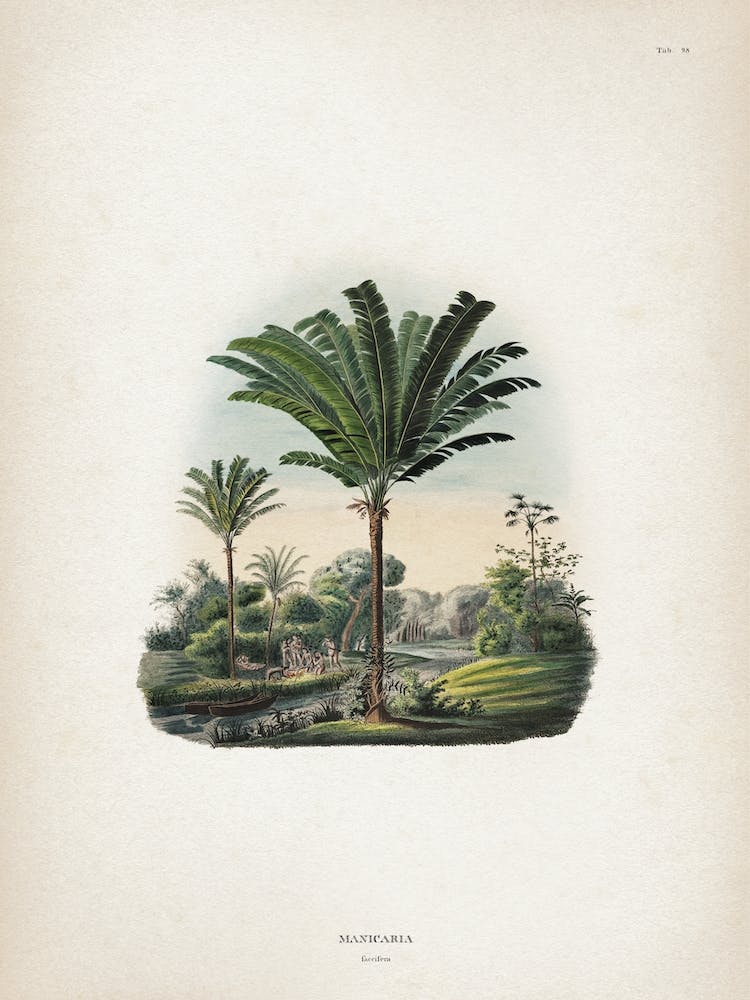 Vintage Martius 2 Manicaria Saccifera
