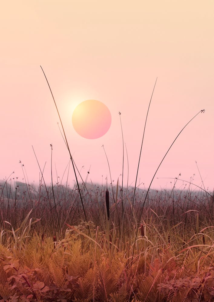 Minimal Sunset In The Forest